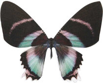 Anh&auml;nger, Schmetterling 6,1 x 7 cm