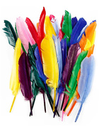 Entenfedern, 17-20 cm, Sortierte Farben, 250sort.